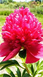 Close-up of red flower blooming outdoors