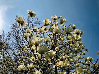 Low angle view of white flowering tree against clear sky