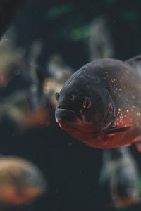 Close-up of fish swimming in sea