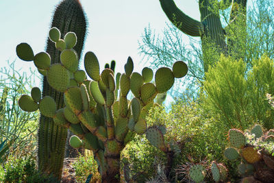 Low angle view of cactus growing against sky