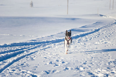 Beautiful alaskan husky dog enjoying a sunny day in winter. sled dogs in norway winter.