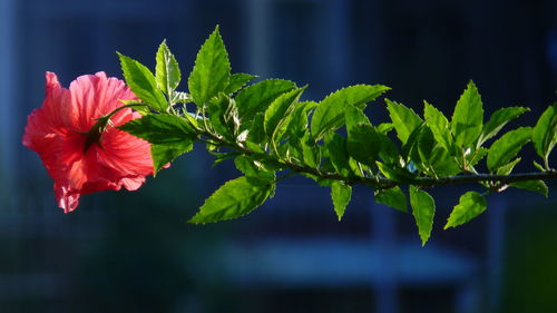 Close-up of flowering plant