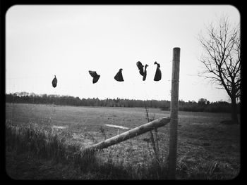 Trees on grassy field