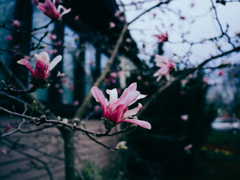 Close-up of pink flowers