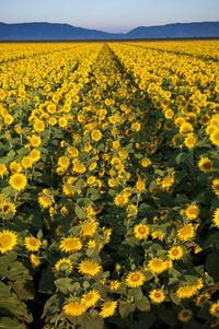 Close-up of sunflower field