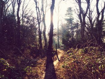 Sun shining through trees