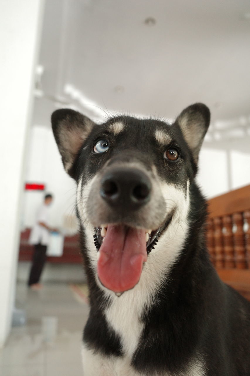 CLOSE-UP OF DOG AT HOME