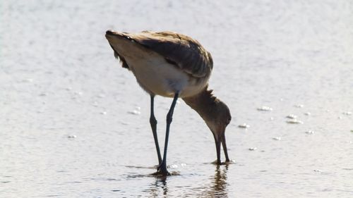 Seagull perching on a beach