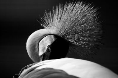 Close-up of a bird over white background