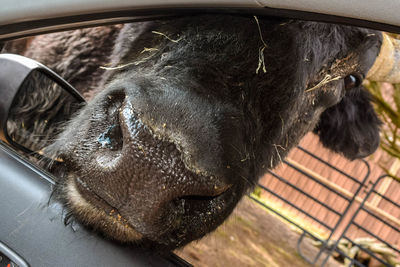 Close-up of black horse