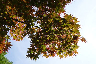 Low angle view of maple tree against sky
