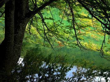 Trees by lake in forest