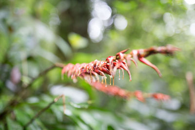 Close-up of plant against blurred background