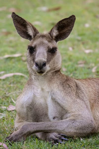 Portrait of deer relaxing on field