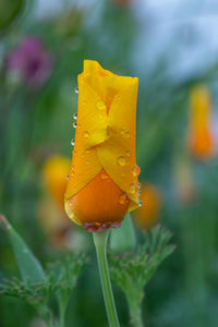 Close-up of wet yellow flower