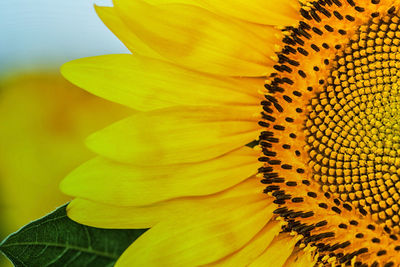 Close-up of sunflower