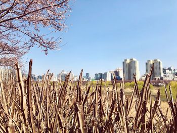 Plants growing on field against clear sky
