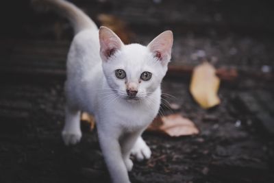 Close-up portrait of white kitten