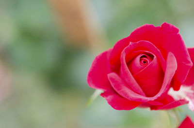 Close-up of pink rose