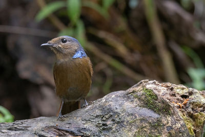 Close-up of bird perching on rock