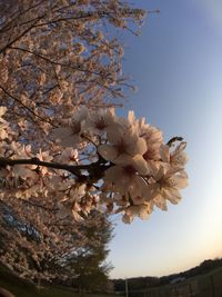 Low angle view of cherry blossoms against sky