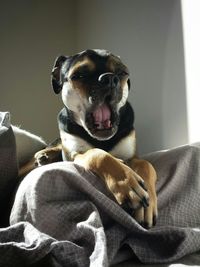 Close-up of a relaxed dog yawning