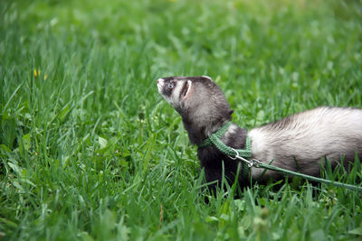 A ferret walking in the grass on a leash. moscow, russia