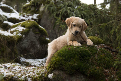 Golden retriever puppy playing with stick on rock