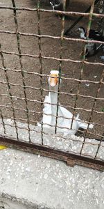 High angle view of bird standing on footpath