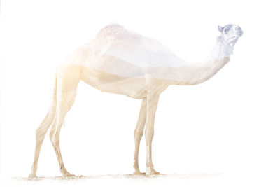 Side view of a horse against white background