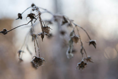 Close-up of insect on twig