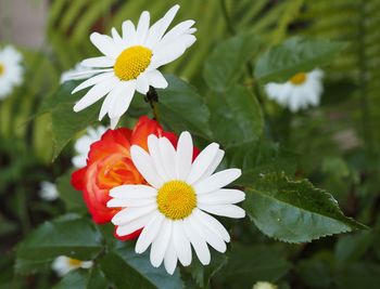 Close-up of white flowering plant