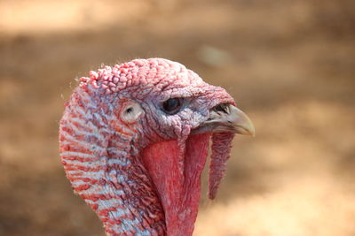 Close-up of bird, turkey 