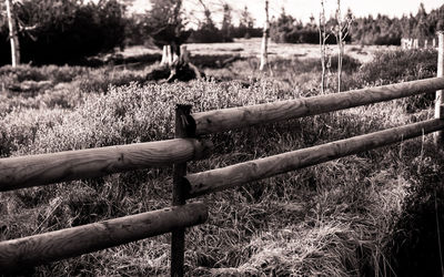 Close-up of wood on field