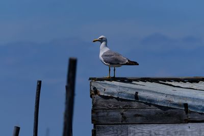 Seagull perching on wooden post