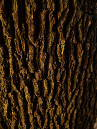 Full frame shot of tree trunk