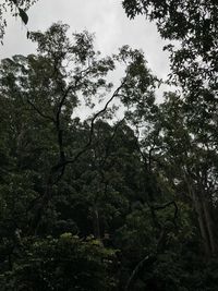 Low angle view of trees in forest against sky