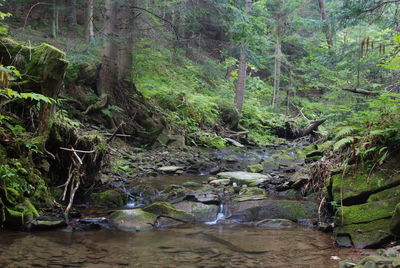 Stream flowing through trees in forest