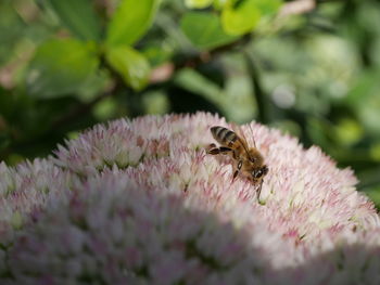 Close-up of bee pollinating on pink flower