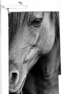 Close-up portrait of an animal