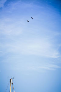 Low angle view of bird flying in sky