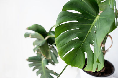 Close-up of leaves against white background