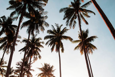 Low angle view of palm trees against sky