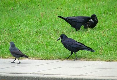 Close-up of bird on grass