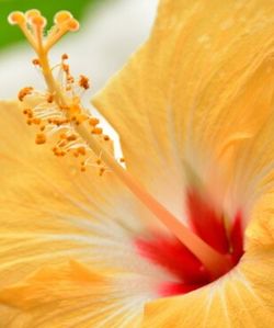 Macro shot of yellow flower