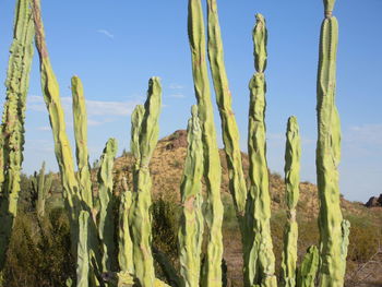 Close-up of cactus plant against sky