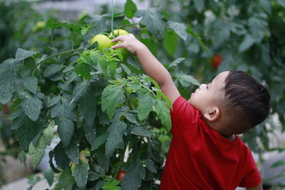 Baby boy reaching for tomatoes growing on plant