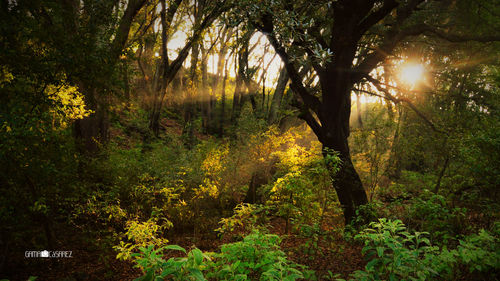 Trees in forest