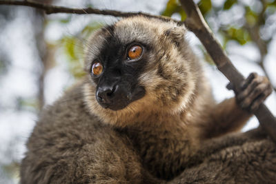 Close-up portrait of black cat looking away