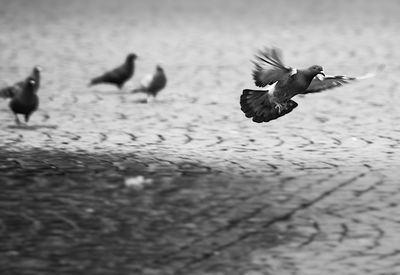 Birds flying over white background